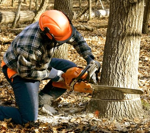 Tree Removal in Little America, WY